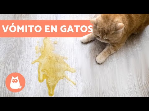 ¿Por qué mi gato vomita? Descubre las causas y soluciones