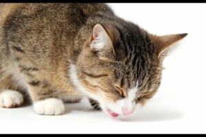 ¿Por qué mi gato vomita? Descubre las posibles causas
