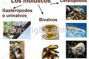 10 Ejemplos de moluscos
