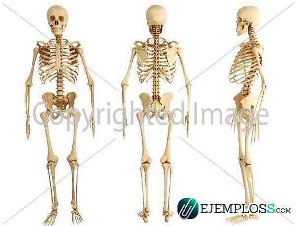 sistema esqueletico